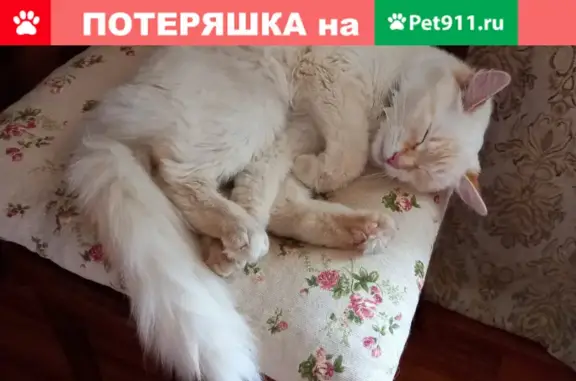 Найдена кошка в зелёном ошейнике в Ярославле