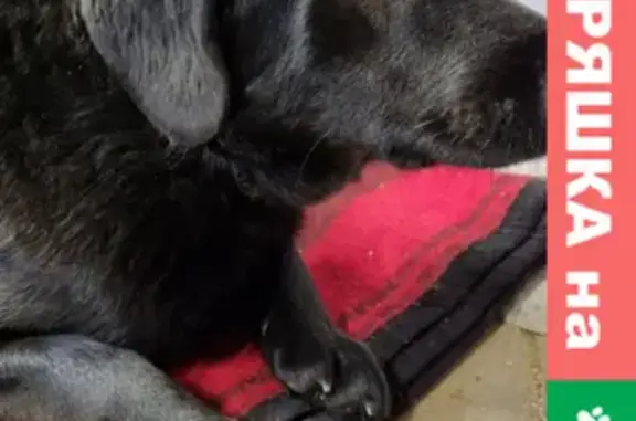 Найдена собака с ошейником в Ногинске