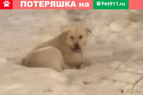 Собака нуждается в помощи: Пречистенский переулок, 9 с1, Москва.
