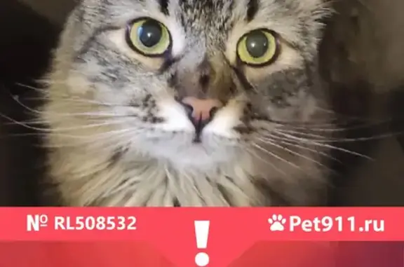 Потерянные животные Санкт-Петербург, фото: Пропала кошка Рико, Оранжерейная улица, СПб