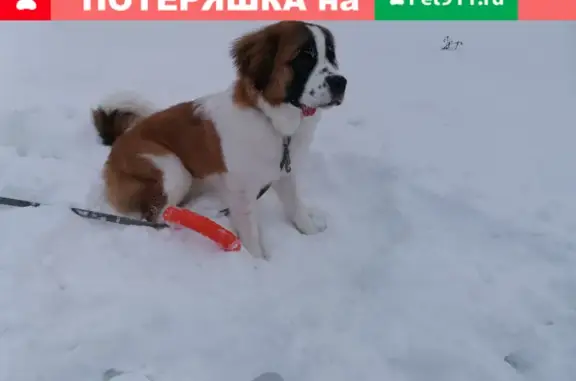 Пропала собака Печенька на пр. Ленина, Канаш