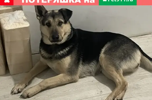 Собаки потеряшки, Санкт-Петербург, фото: Потеряшка собака Эльза, Всеволожский р-н, Куйвозовское с.п., тел. +79959961189