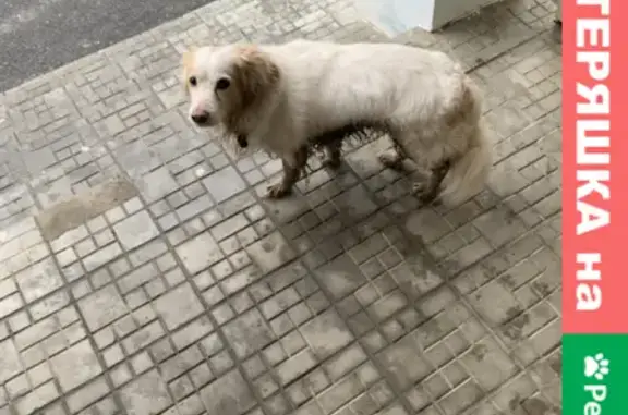 Собака найдена на улице Радужная 16 в Чебоксарах
