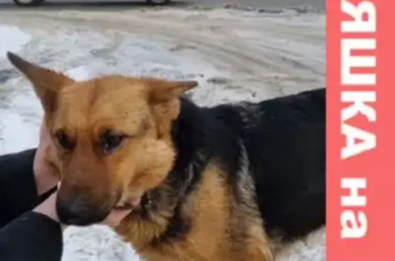 Собака найдена в гаражном проезде, Самара.