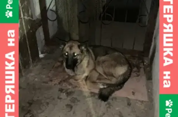 Собака найдена на улице П. Лумумбы, 14 к2 в Чебоксарах