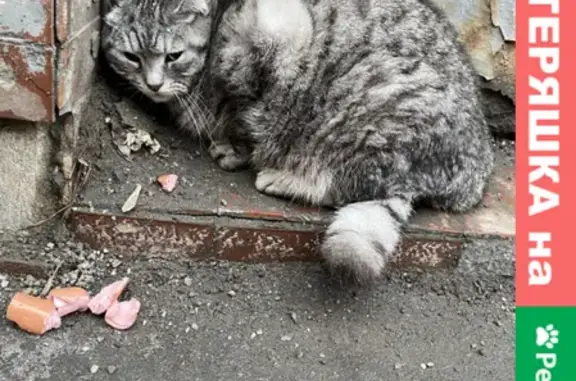 Найдена кошка на Доброслободской улице, метро Бауманская.