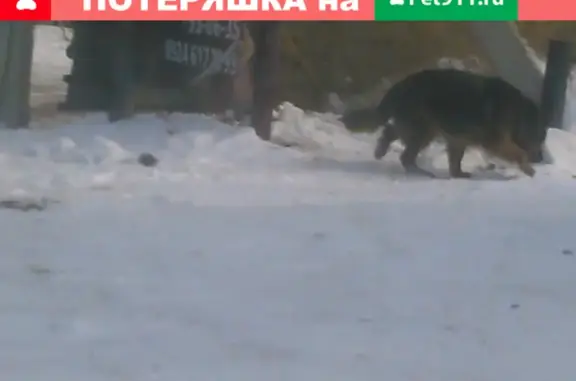 Найдена собака на Синюшиной горе, Иркутск
