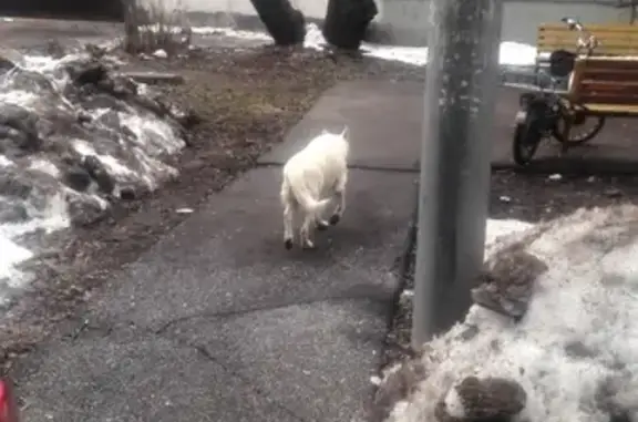 Собака найдена в Москве, белая с ошейником.