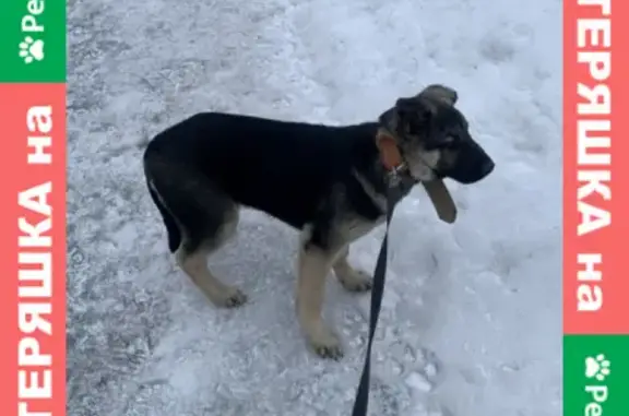 Найдена собака: щенок овчарки на Берёзовой аллее 17 к2, Москва