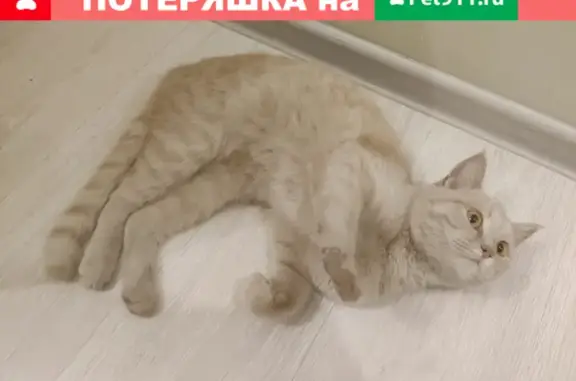 Найдена кошка на Большой Татарской 30