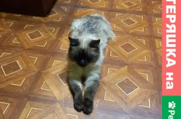 Пропала кошка Филя на Рябиновой улице