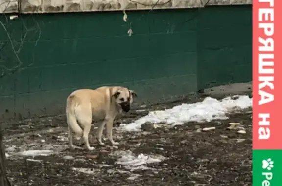 Найдена собака на Зеленоградской 17-5, район Ховрино