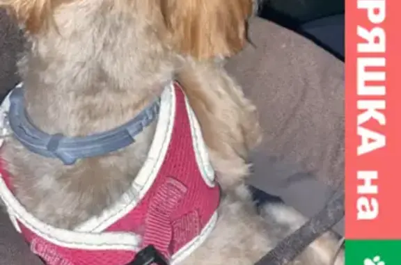 Найдена собачка на Ейском шоссе
