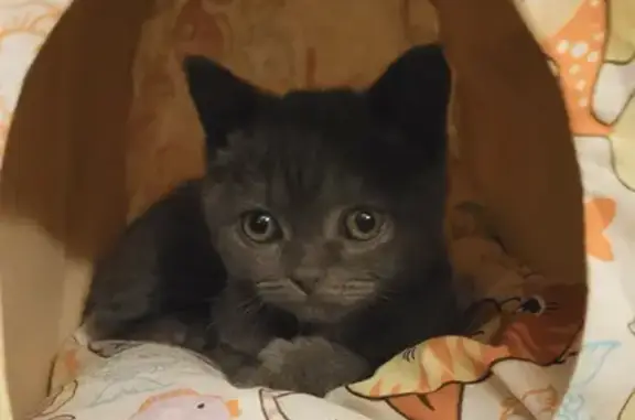 Кошки потеряшки, Санкт-Петербург, фото: Потеряшка кошка на набережной Фонтанки, 90 к7