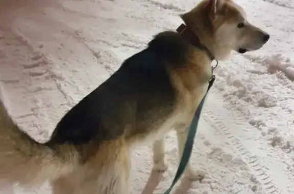 Найдена собака в п. Рощино, ищем владельца