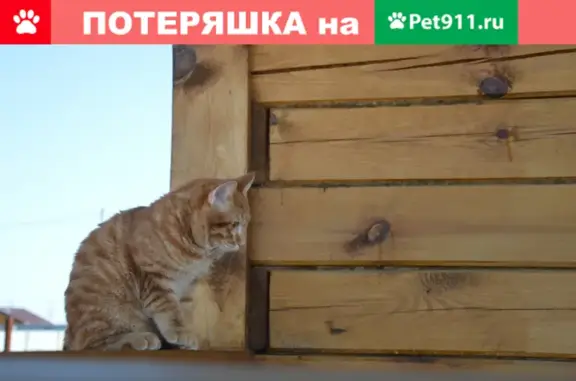 Кошки потеряшки, Тюмень, фото: Потеряшка рыжая кошка на ул. Садовая 135 (Тюмень)