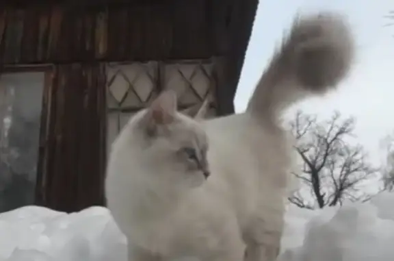 Кошки потеряшки, Ульяновск, фото: Потеряшка кошка Масяня на ул. Станкостроителей 18, Ульяновск