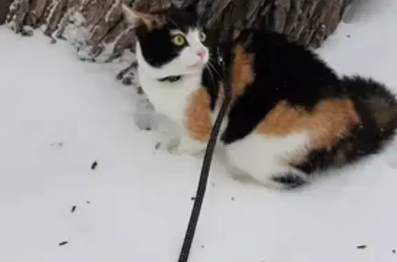 Кошки потеряшки, Санкт-Петербург, фото: Потеряшка кошка на улице Трефолева в Санкт-Петербурге