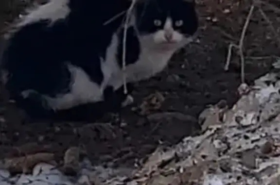 Найдена кошка на Боровицкой улице