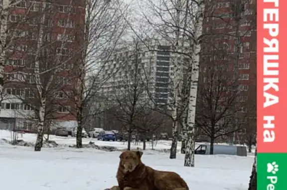 Собака на Ломоносовском проспекте, боится, ищет хозяина (Москва)