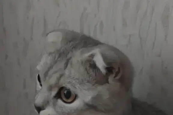 Найдена кошка Потеряшка на Волгоградской улице, 12, Казань