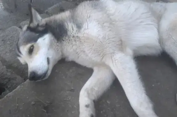 Пропал белый пёс в Михайловске, Ставропольский край