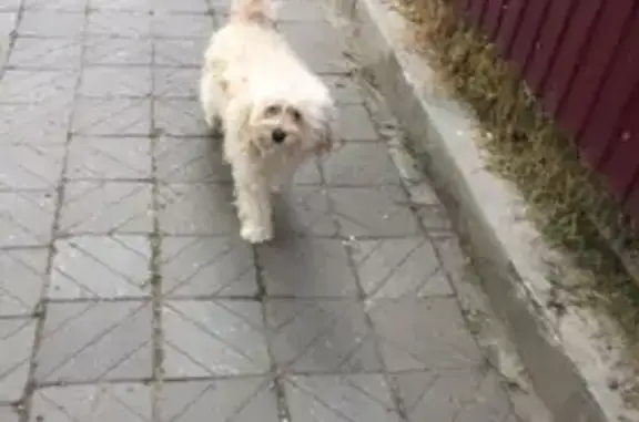 Объявления о пропавших и найденных животных, Анапа, фото: Пропала собака Соня: ул. Кирова, 48, Анапа