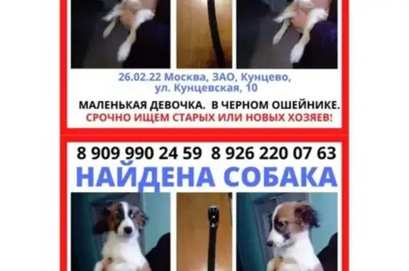 Собака найдена на Партизанской и Кунцевской, Москва