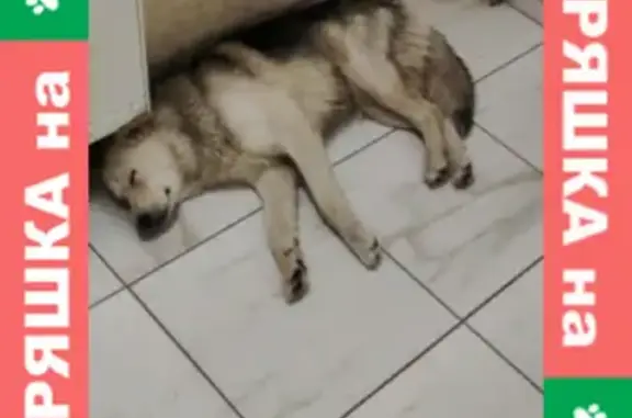 Собака найдена на Г. Мушникова, 27 в Уфе