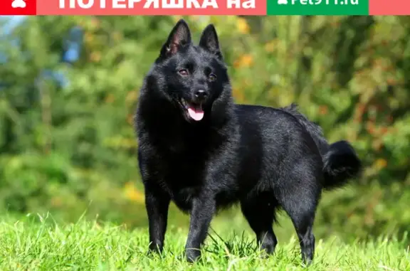 Собаки потеряшки, Санкт-Петербург, фото: Потеряшка собака породы Шиперке по адресу 41К-262, Ромашкинское сельское поселение