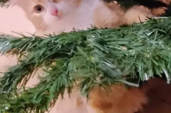 Кошки потеряшки, Ярославль, фото: Потеряшка кот Стёпа в селе Сарафоново, Ярославская область