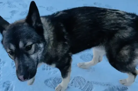 Найден щенок в Шарапово, Чеховский район