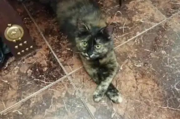 Найдена трехцветная кошка с сломанным хвостиком в Казани