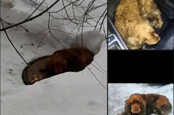 Собака Спаниель найдена на Парковом проспекте, Оренбург.