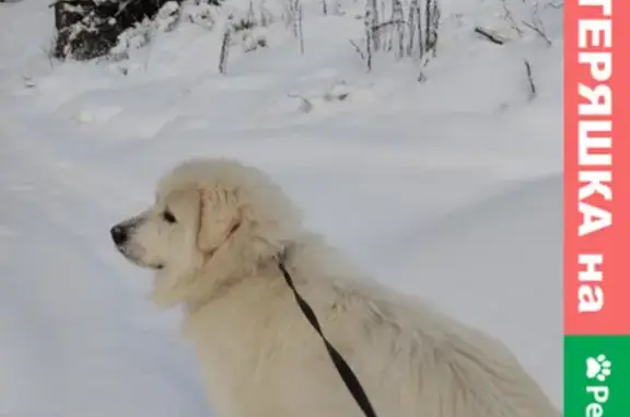 Пропала собака в котеджном поселке Скандинавские высоты, Ленобласть