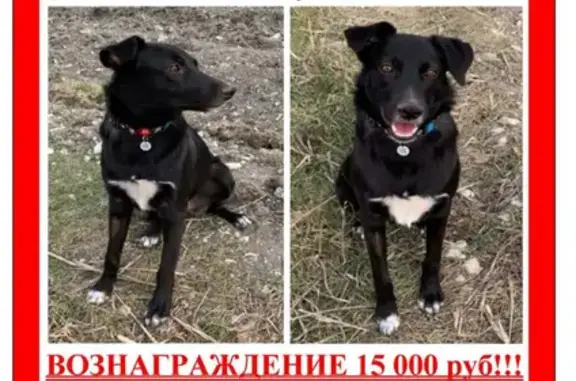 Пропала собака Багет на улице Ляпидевского, Москва