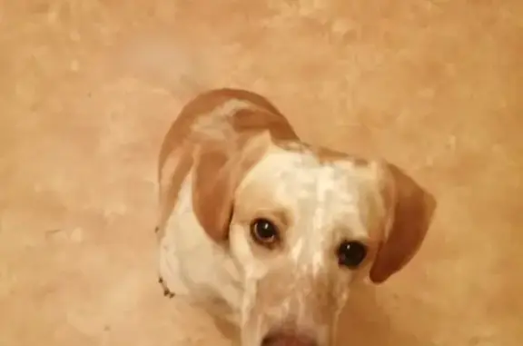 Найдена собака, Красноярск, фото: Умный пёс ищет дом на проспекте Мира