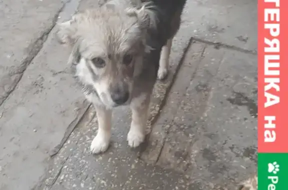 Собака на Тулайкова, 5 в Саратове.