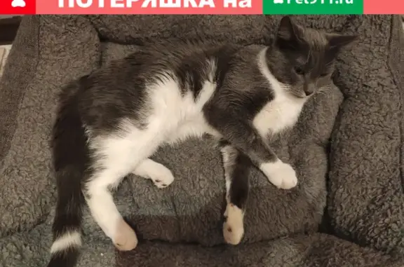 Найден кот на Ставровской, ищет дом