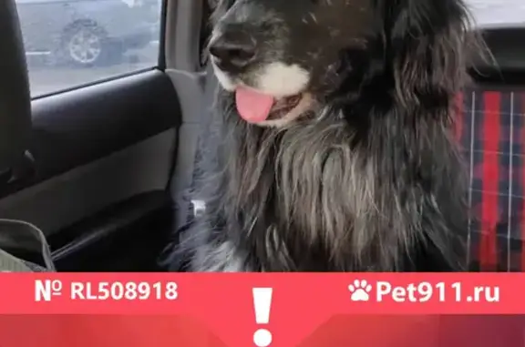 Пропала собака Чингиз в Горшково