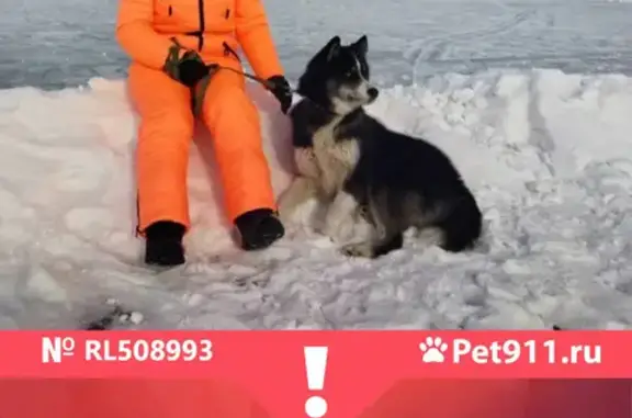 Пропала собака Хаски по ул. Веселая, Иркутская область