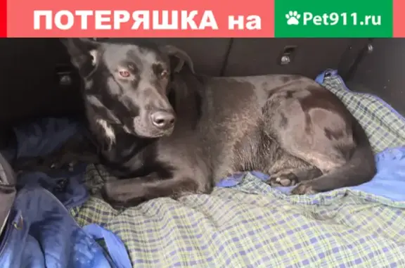 Найдена собака Метис на Новодмитровской улице