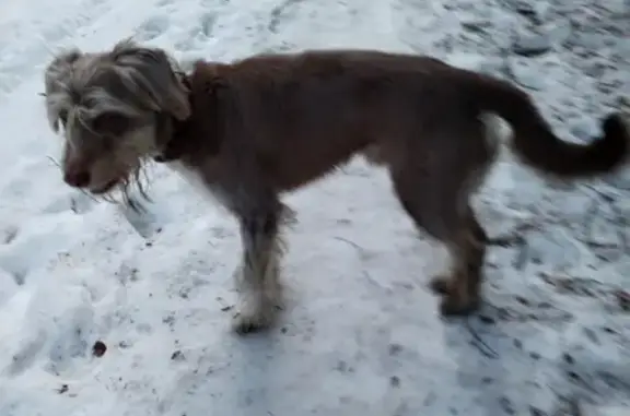 Найдена собака в Пос. Поведники, адрес: ул. Ветеранов, 1