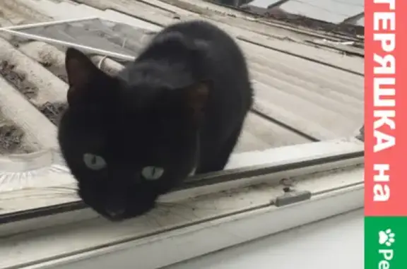 Ласковая кошка на улице Красных Зорь, 56