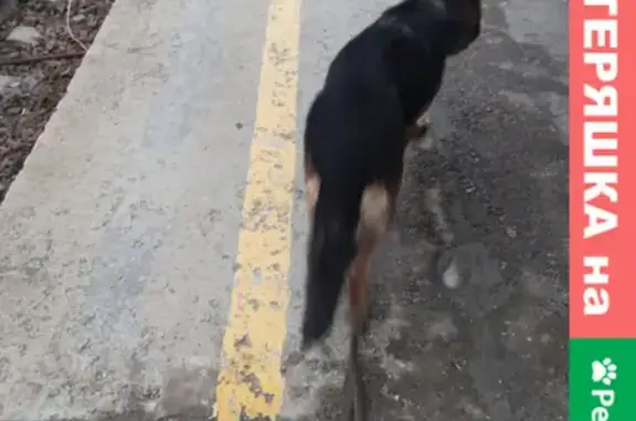 Собака потерялась на улице Никитина, Волгоград
