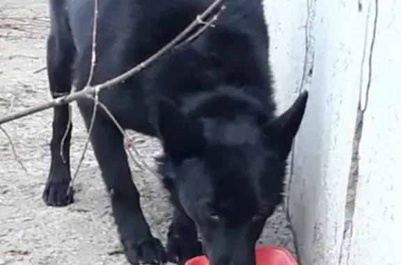 Найдена черная собака на улице Мира, Пенза