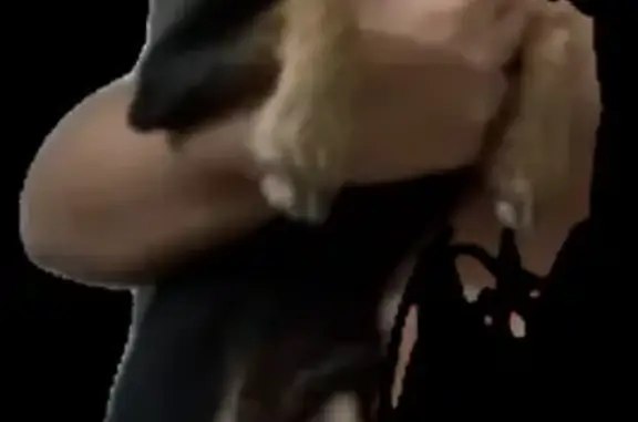 Собаки потеряшки, Томск, фото: Потеряшка собака породы московский дракон на улице Усова, 21/3, Томск