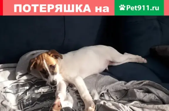 Пропала собака в Курском районе, вознаграждение!