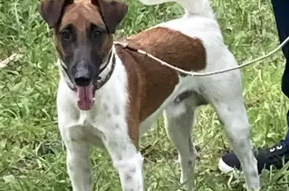 Пропала собака в Подлесной Слободе: гладкошерстный фокстерьер, бело-рыжего окраса, мальчик (46Н-05081)