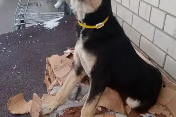 Найдена собака на Московской улице, обращаться к уборщице
